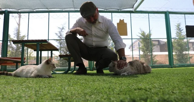Kayseri de ilk olan Küçük Dostlar Kedi Kasabası ziyaretçi akınına uğruyor Kayseri Haberleri Habertürk Yerel Haberler
