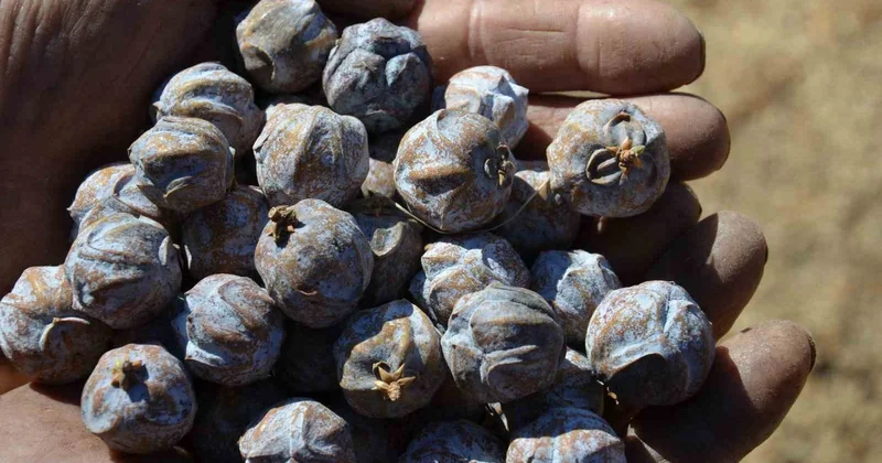 Antalya Akseki de andız kozalağı pekmeze dönüşüyor, kilosu 500 liradan satılıyor