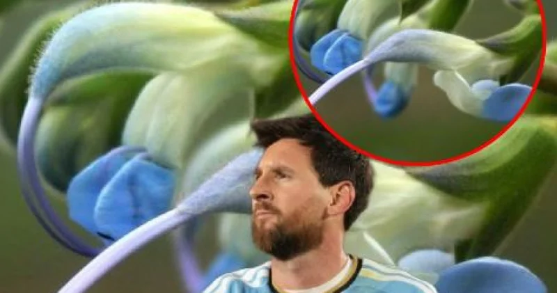 Messi nin ismi, Peru da bir bitkiye verildi!