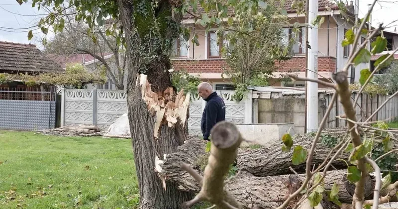 Düzce’de fırtınada devrilen ağaçlar kaldırılıyor