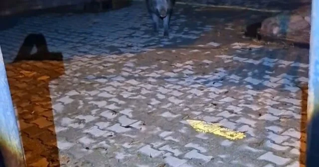 Tunceli de bahçesine girmek isteyen yaban bomuzu vatandaşa korku dolu anlar yaşattı Tunceli Son Dakika Haberleri Habertürk Yerel Haberler