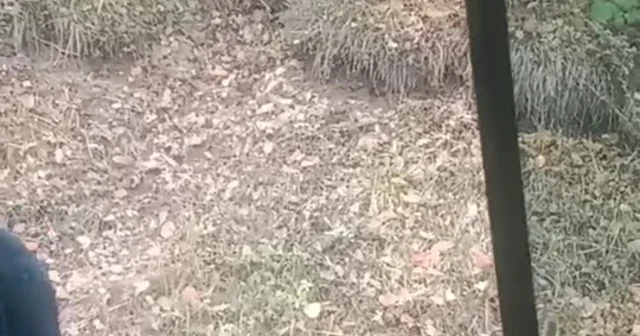 Yol kenarında gördükleri bozayıyı kameraya aldılar Bolu Haberleri