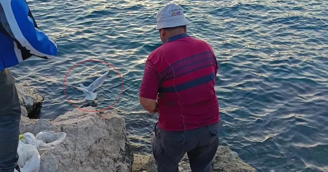 Oltaya bu kez balık yerine martı takıldı Antalya Haberleri