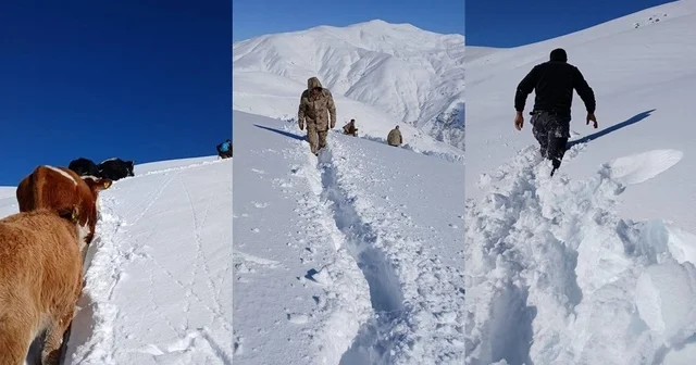 Dağda mahsur kalan 19 büyükbaş ekipler tarafından kurtarıldı Hakkari Haberleri