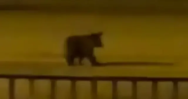 Karabük te ilçe merkezine inen ayı yavrusu görüntülendi VİDEO İZLE