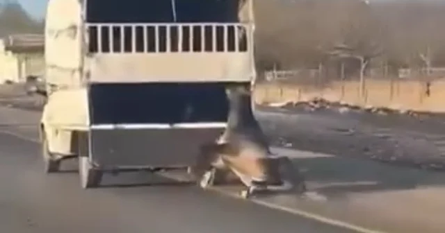Kamyonetin arkasına bağladığı atı dakikalarca sürükledi; o anlar kamerada Batman Haberleri