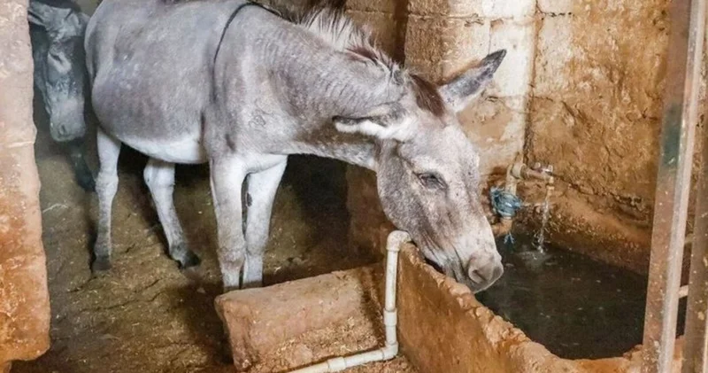 Kadrolu eşekler emekli olacak Son dakika haberleri