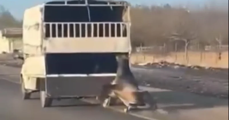 Batman da kan donduran görüntü: Kamyonetin arkasına bağladığı atı dakikalarca sürükledi Sözcü Gazetesi