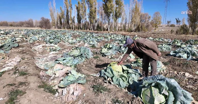 Çiftçi aracıyı aradan çıkardı tarlada tezgah kurdu