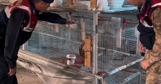 Kızıl şahin emin ellerde Van Haberleri