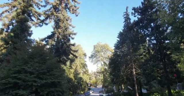 Atatürk ün mirası 96 yıllık arboretum, ziyaretçilerini etkiliyor Yalova Haberleri