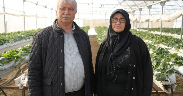 Niğde de topraksız tarım yöntemiyle çilek üretimi kadın emeğiyle büyüyor Niğde Haberleri