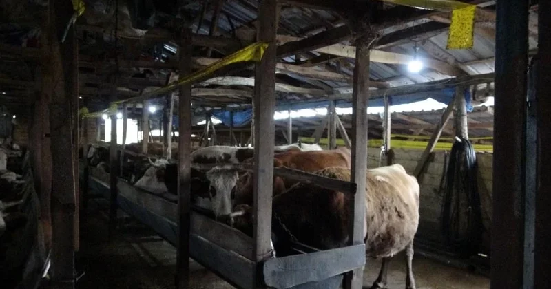 İstanbul da şap alarmı: Şile de 3 köy karantinada, 18 mahalle gözetim altında