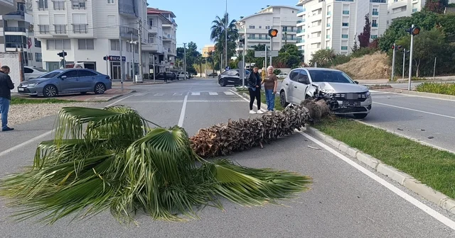 Şoförlük eğitimi yaparken refüjdeki palmiyeyi devirdi, kaza anı güvenlik kamerasına yansıdı Antalya Haberleri