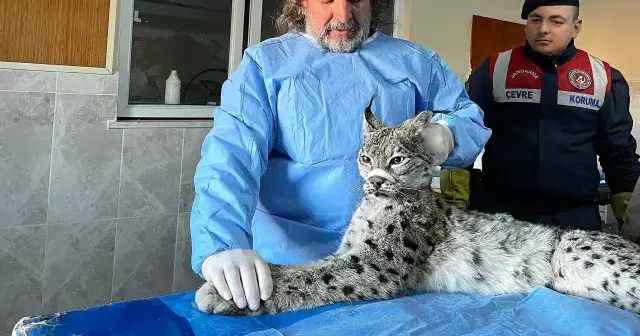 Van da bitkin halde bulunan vaşak tedaviye alındı VİDEO İZLE