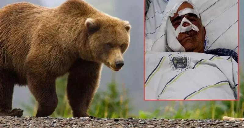 Ayı Saldırısında Yaralanan Halit Zengel Ameliyat Edildi