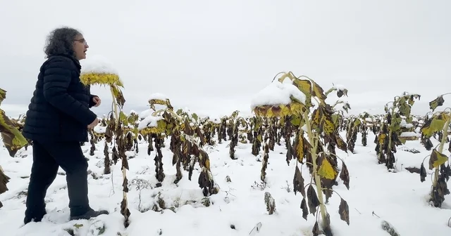 Profesörden karlı bir ayçiçeği tarlasında şaşırtan performans Prof. Dr. Kavukcu dan Ego performansı: Doğa, benlik ve varoluşa eleştirel bir bakış Erzincan Haberleri