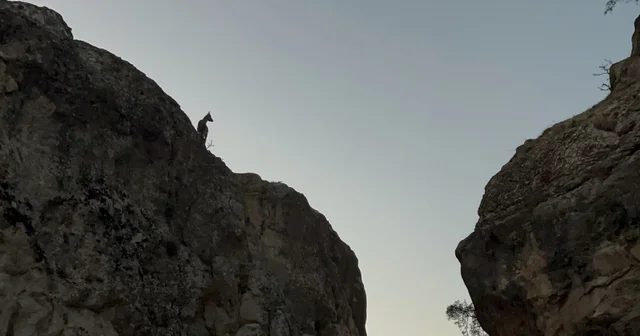 Tunceli de koruma altındaki dağ keçileri görüntülendi Tunceli Haberleri