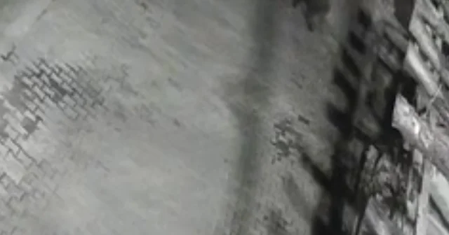 Yerleşim alanına inen ayılar köy sakininden korkup kaçtı Bartın Haberleri