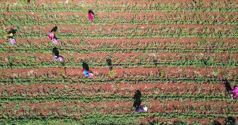 4 ton hasattan 1 kilo çıkıyor: Bahçesine eken servet kazanıyor, yurt dışına binlerce dolardan satılıyor Sözcü Gazetesi
