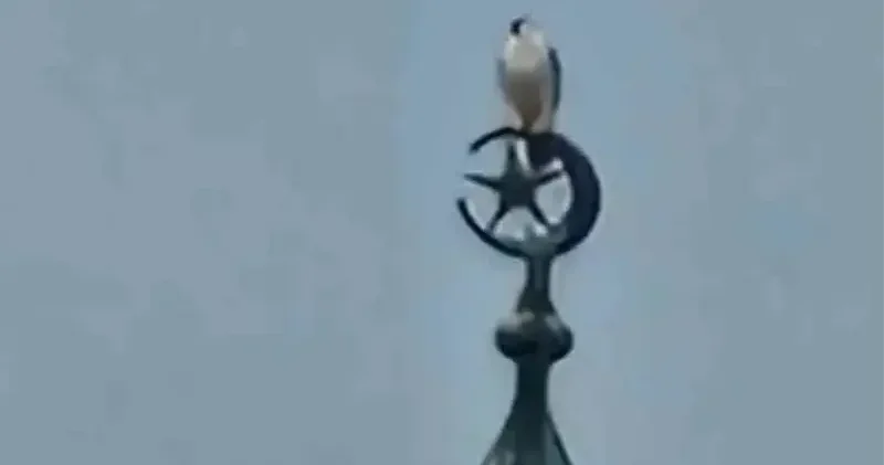 Bartın’da gökdoğan heyecanı Hayat Haberleri