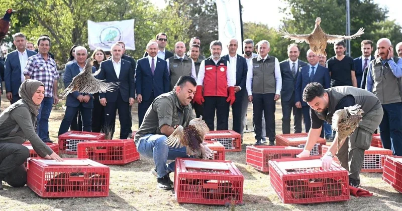 45 binden fazla keklik ve sülün doğaya salındı