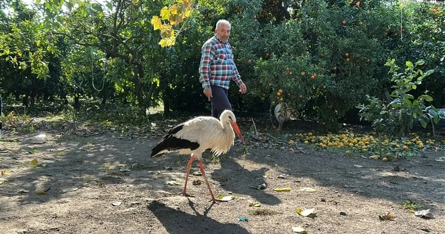 Kümeste tavuklarla birlikte yaşayan leylek, balıkla besleniyor Hatay Haberleri