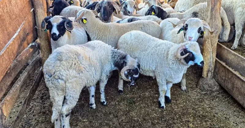 Tokat Gaziosmanpaşa Üniversitesi, Tescilli Karayaka Koyunu İçin Üretim Tesisi Kurdu