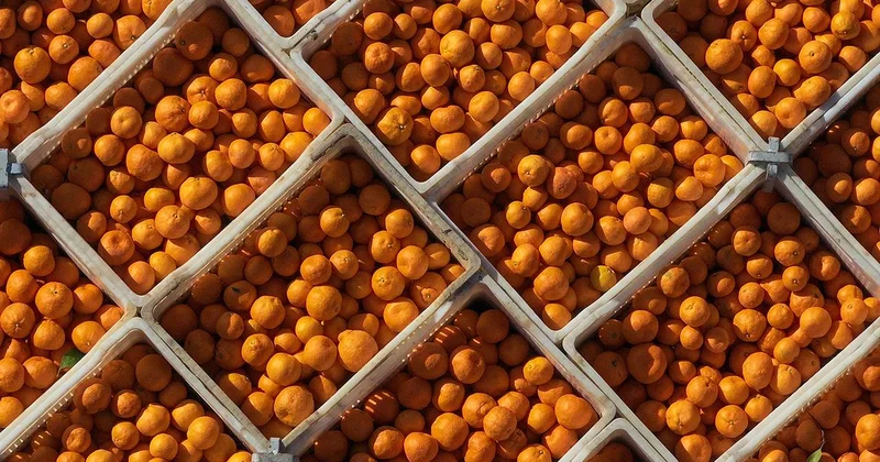 10 aylık mandalina ihracatı 375 milyon dolara yükseldi
