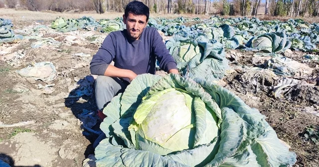30 yıldır lahana üreten baba ve oğul, bölgeye organik ürün sunuyor Yozgat Haberleri