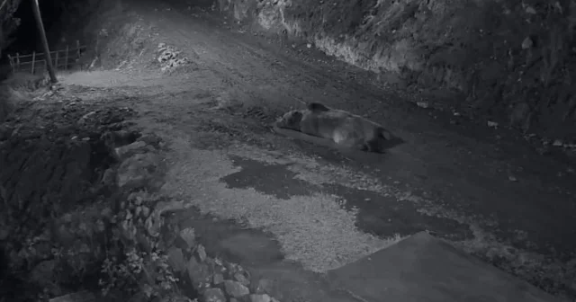 Mahalleliyi canından bezdiren ayının evinin önünde yattığını görünce kamyoneti ile peşine düştü Eve girip karnını doyurdu, ardından çamur banyosu yaparken ev sahibine yakalandı Trabzon Haberleri