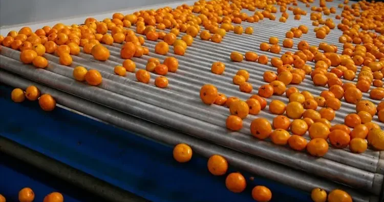 Mandalina ihracatında rekor! 3 ülke zirvede