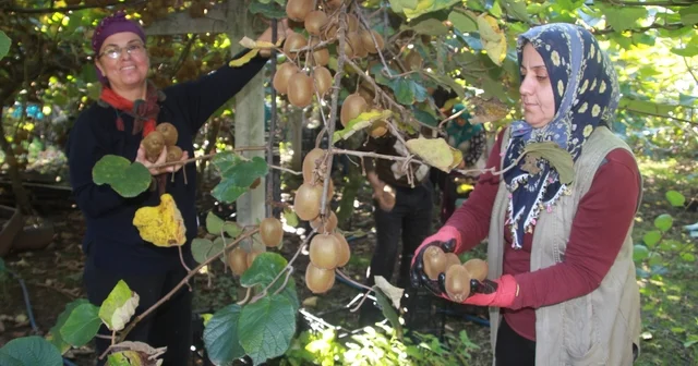 Ordu kivisinde rekolte hedefi 6 bin 200 ton: Ekonomiye katkısı yaklaşık 500 milyon TL Ordu Haberleri