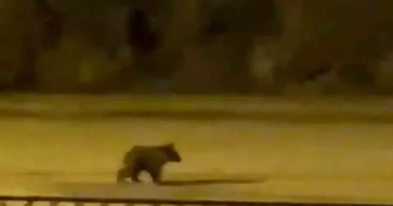 Yolunu şaşıran yavru ayı ilçe merkezine indi