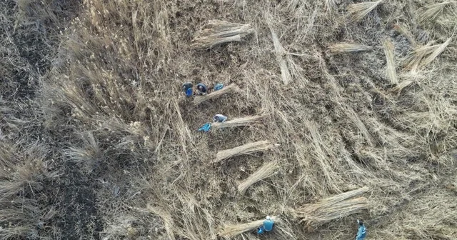 Sultan Sazlığı ndan Avrupa ya kamış ihracatı Kayseri Haberleri