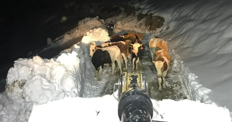 Kaybolan hayvanları ararken dağda mahsur kaldılar Sözcü Gazetesi