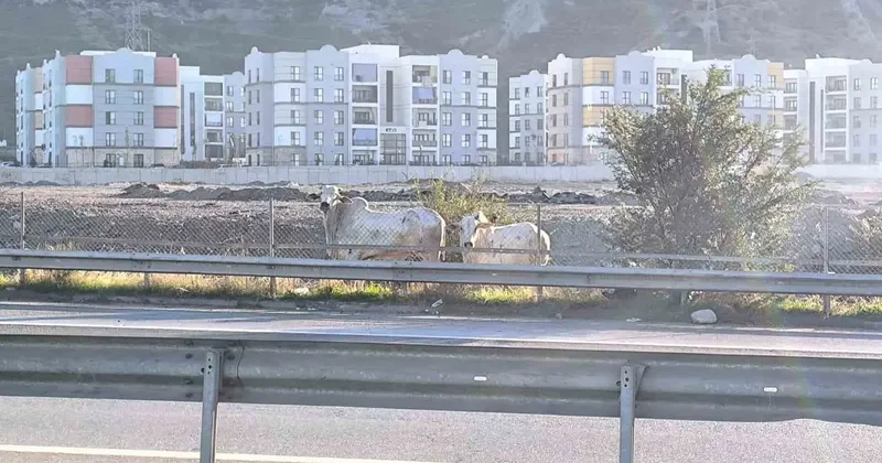 Kaza yapan tırdan kaçan anguslar şehir turunda