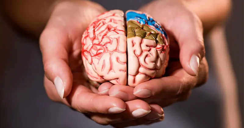 Beyninizi 8 yıl birden gençleştiriyor! Şartlara sahip olanlar yaşadı