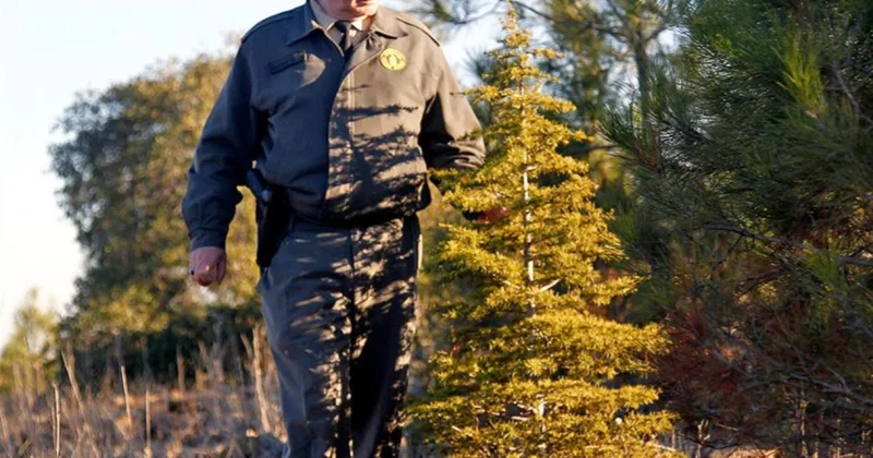 Kaçak ağaç kesimine karşı ormanlar 7 gün 24 saat korunuyor