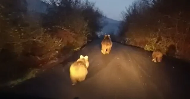 Anne ayı ve yavruları kamerada Karabük Haberleri