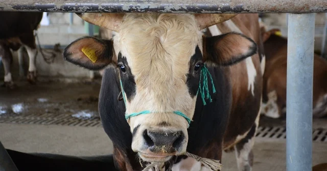 Bolu da şap kısıtlamaları kaldırıldı Bolu Haberleri
