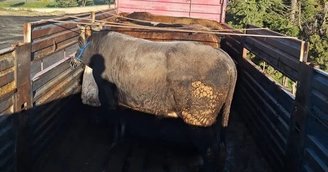 Tekirdağ da kaçak hayvan sevkiyatına 102 bin lira ceza Tekirdağ Haberleri