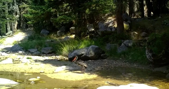 Türkiye de nadir görülen karaleylek fotokapana yansıdı Bursa Haberleri