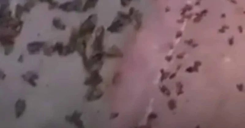 Sokakları devasa böcekler sardı: Dışarıya adım bile atılmıyor Her yer korkunç Sözcü Gazetesi