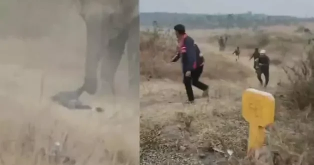 Hindistan’da fil sürüsünden korkunç saldırı: 4 ölü, çok sayıda yaralı var