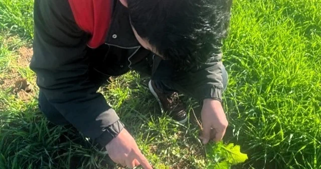 Kofçaz da tarla faresine karşı etkin mücadele: Tarım arazilerinde fare tehdidi Kırklareli Haberleri