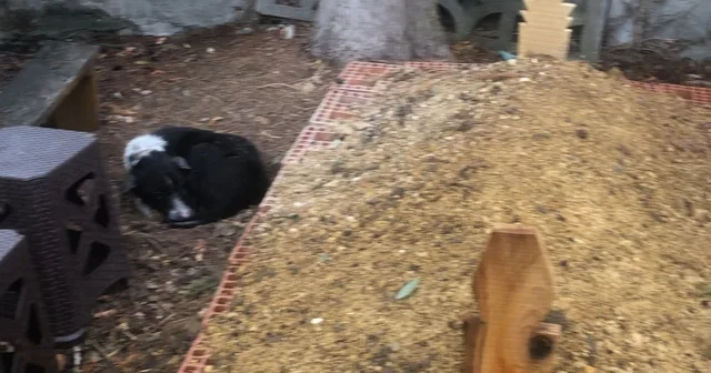 Köpeğin vefası: Sahibinin mezarından ayrılmayan köpek duygulandırdı Samsun Haberleri