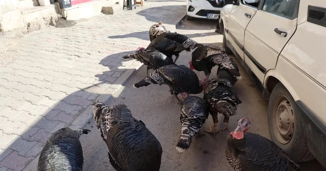 Adana da ilginç görüntü: Hindiler çarşıda gezdirilerek satılıyor Adana Haberleri