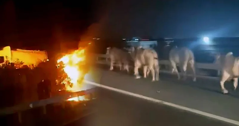 Angusları taşıyan tır bariyerlere çarparak alev aldı! Alevlerden koşarak kaçtılar