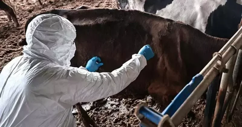 Bolu’da 1 aylık şap karantinası sona erdi